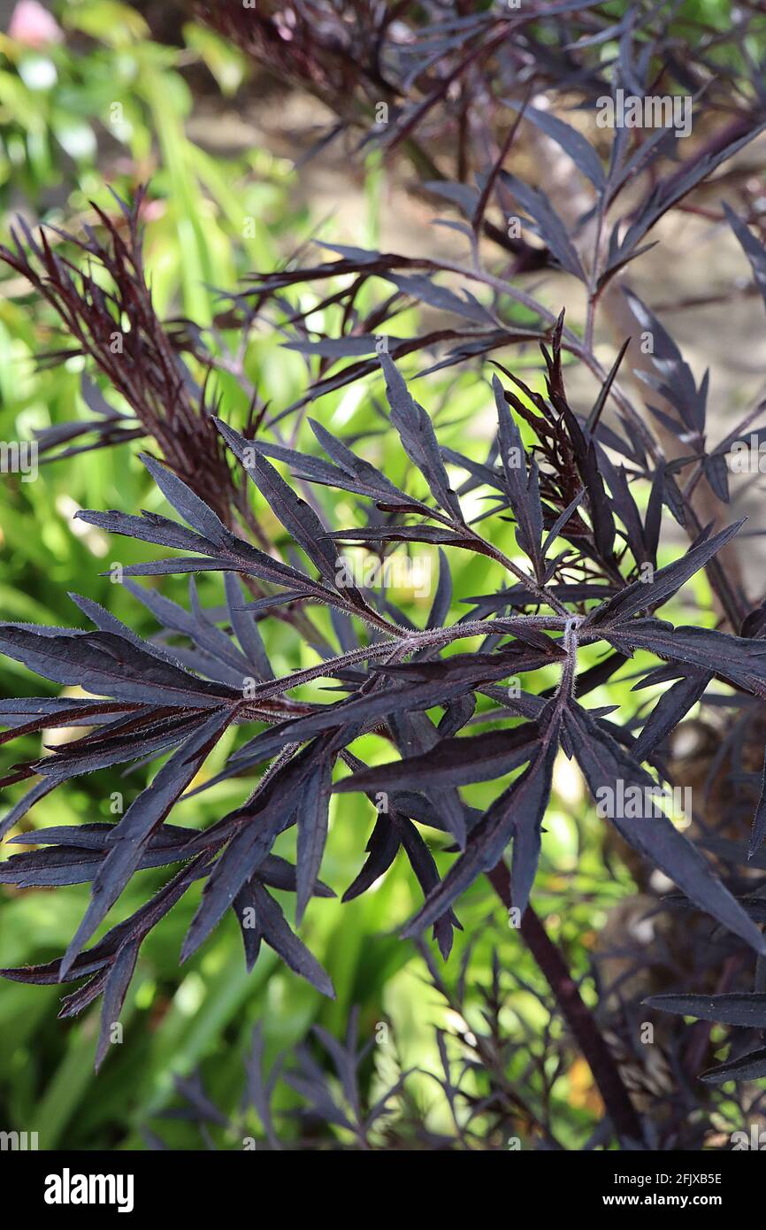 Sambucus nigra / Black Lace Elderberry – foglie nere profondamente dissecate con bordi dentellati, aprile, Inghilterra, Regno Unito Foto Stock