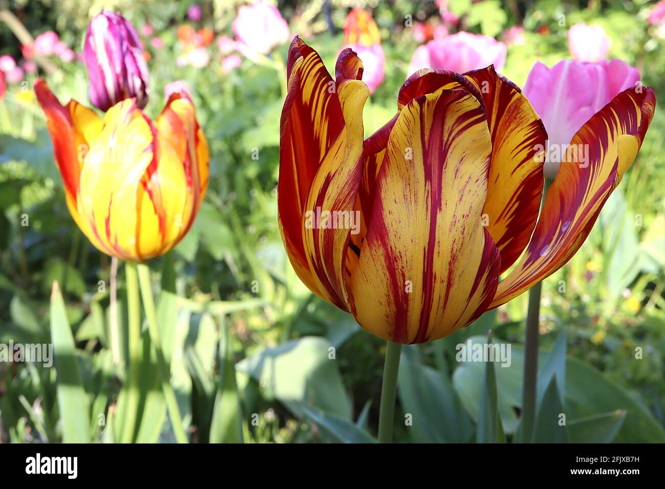 Tulipa ‘Royal Sovereign’ Rembrandt 9 Royal Sovereign Tulip – fiori gialli con striature rosse irregolari, aprile, Inghilterra, Regno Unito Foto Stock