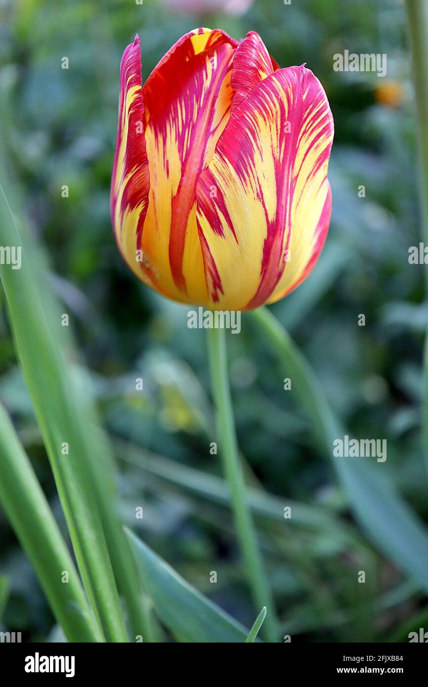 Tulipa ‘Royal Sovereign’ Rembrandt 9 Royal Sovereign Tulip – fiori gialli con striature rosse irregolari, aprile, Inghilterra, Regno Unito Foto Stock