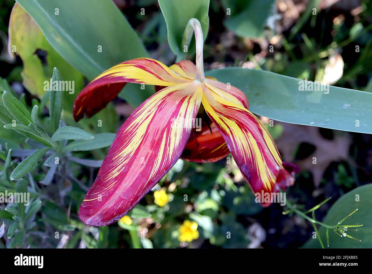 Tulipa ‘Royal Sovereign’ Rembrandt 9 Royal Sovereign Tulip – fiori gialli con striature rosse irregolari, aprile, Inghilterra, Regno Unito Foto Stock