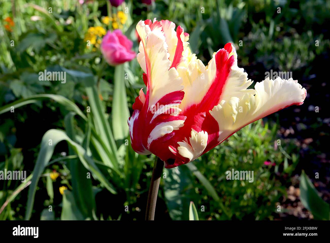 Tulipa gesneriana var dracontia ‘Estella Rijnveld Parrot’ Parrot 10 Estella Rijnveld Parrot tulip - Twisted cream petals, Large red flames, April, UK Foto Stock