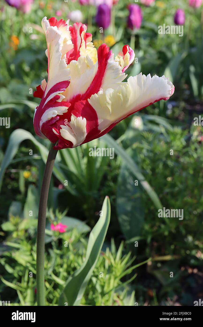 Tulipa gesneriana var dracontia ‘Estella Rijnveld Parrot’ Parrot 10 Estella Rijnveld Parrot tulip - Twisted cream petals, Large red flames, April, UK Foto Stock