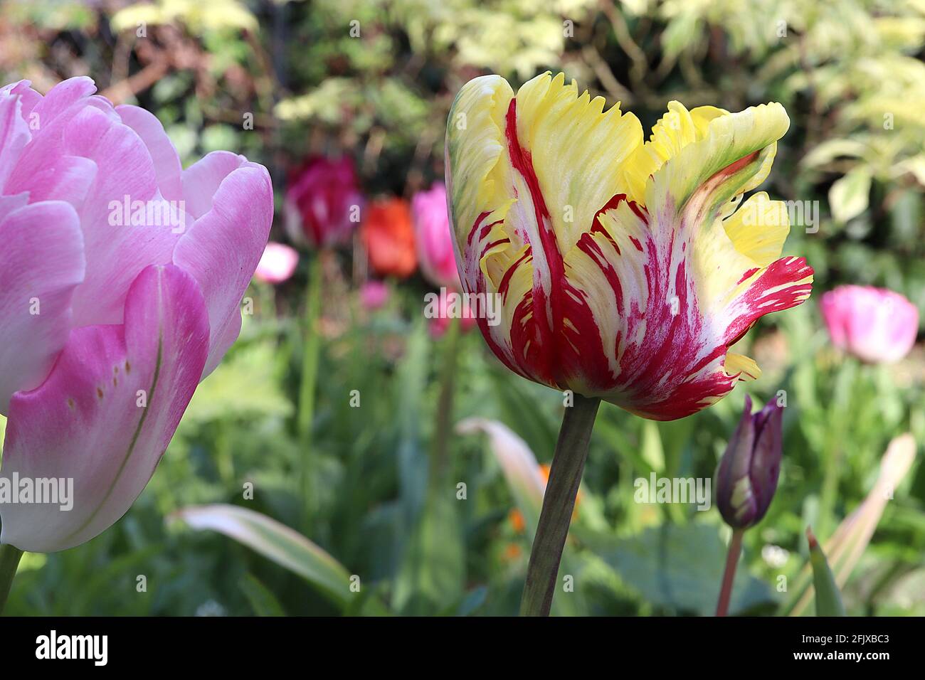 Tulipa gesneriana var dracontia ‘Parrot Flaming’ Parrot 10 Parrottulip Flaming - petali bianchi ritorti, fiamme rosse color cremisi, margini gialli, verde Foto Stock