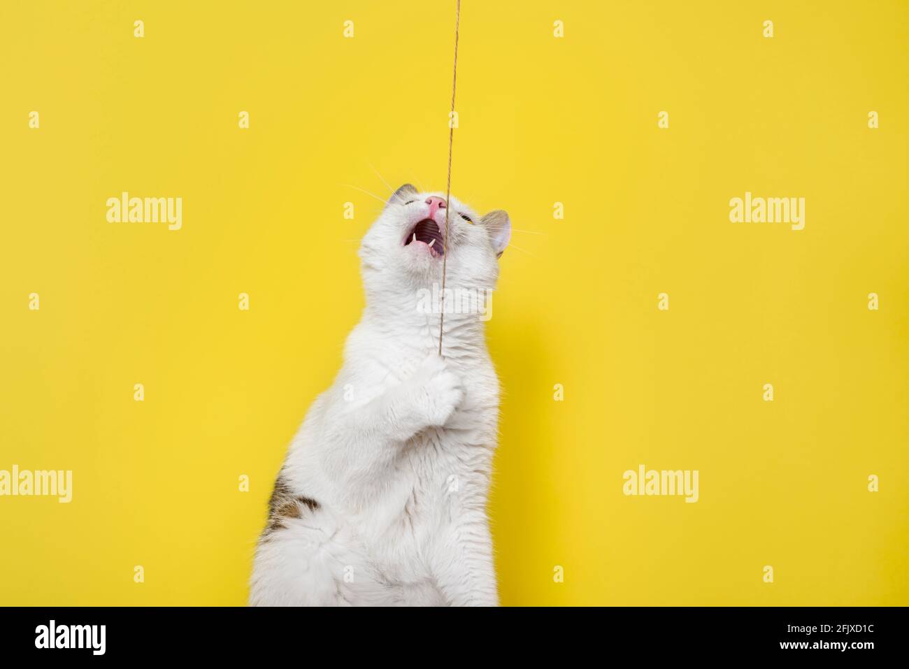 Divertente gatto che gioca con corda sottile isolato su sfondo giallo Foto Stock