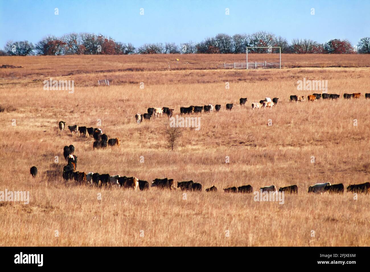 Mucca in seguito ad uno un altro camminando singolo file in un cerchio come un mucchio di formiche in un campo invernale Foto Stock
