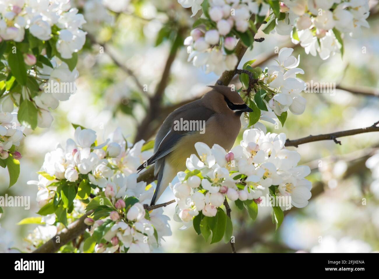 Cedar Waxwings che invecchia in un albero di granchio in fiore. Questi delicati uccelli migratori si nutrono di insetti e di una grande varietà di frutti e bacche. Foto Stock