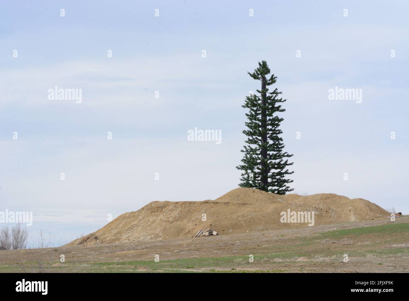 Telefono cellulare torre a forma di albero sempreverde in urbano cantiere Foto Stock