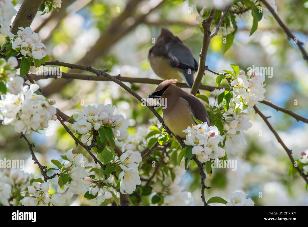 Cedar Waxwings che invecchia in un albero di granchio in fiore. Questi delicati uccelli migratori si nutrono di insetti e di una grande varietà di frutti e bacche. Foto Stock