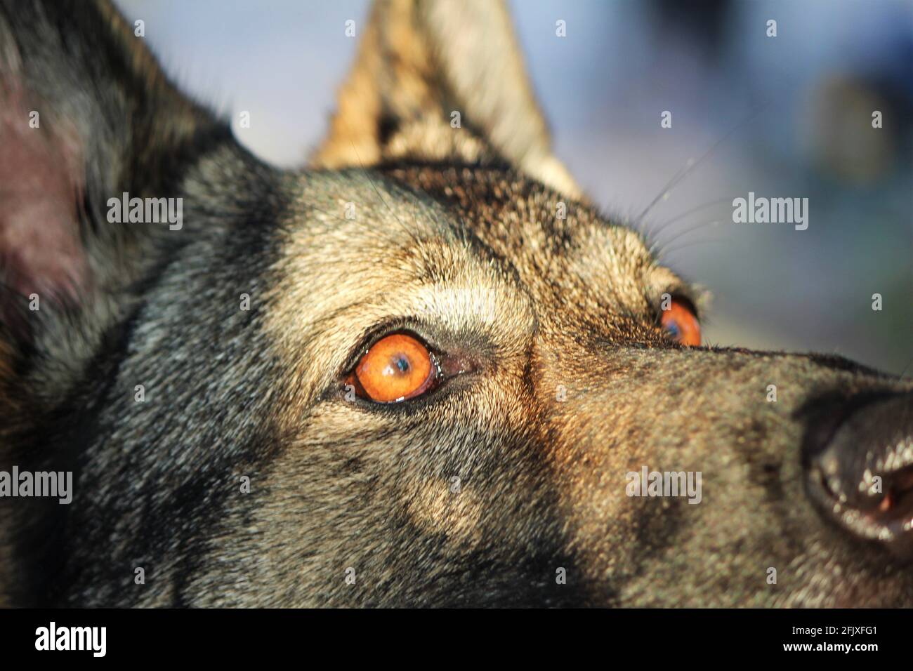 Fuoco selettivo sugli occhi di un cane da pastore tedesco, colpo d'occhio macro Foto Stock