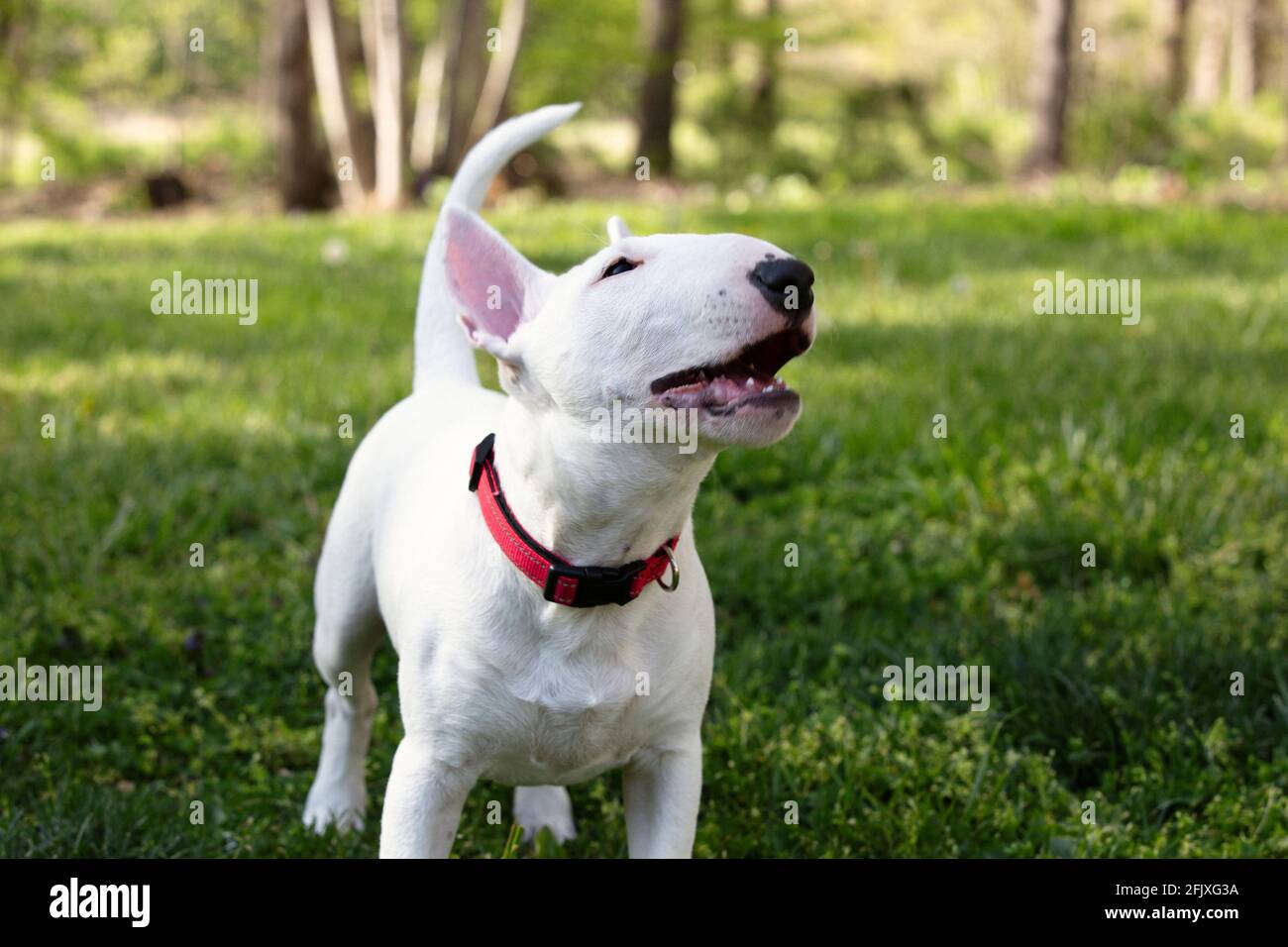 Terrier in miniatura su erba al sole Foto Stock