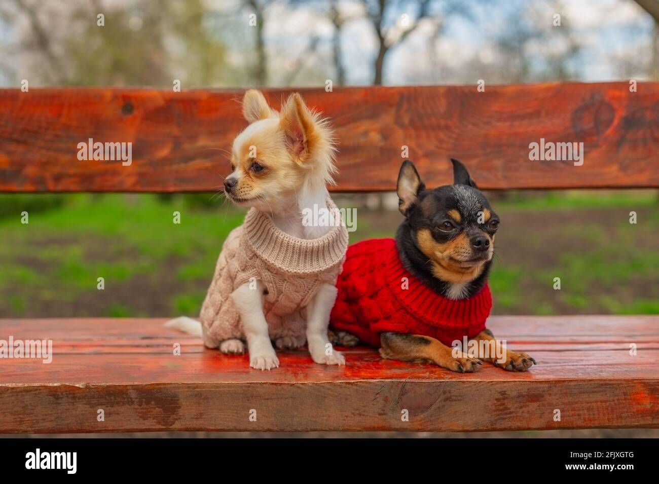 Due piccoli cani chihuahua su panchina. Animali domestici carini all'aperto. Cani in vestiti. Primavera Foto Stock