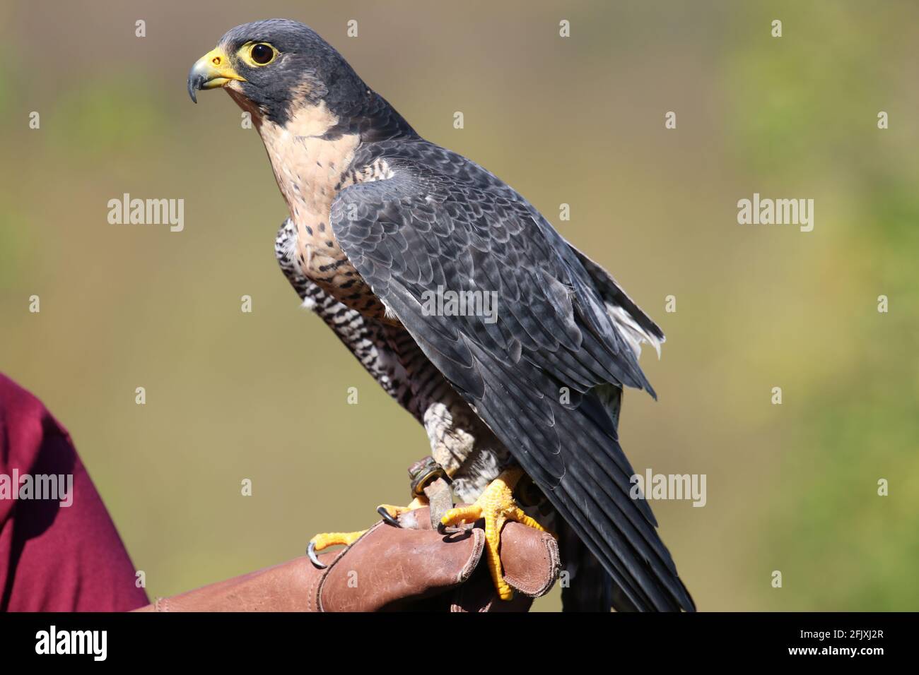 Maestoso falco peregrino arroccato sul guanto in pelle di falconer Foto Stock