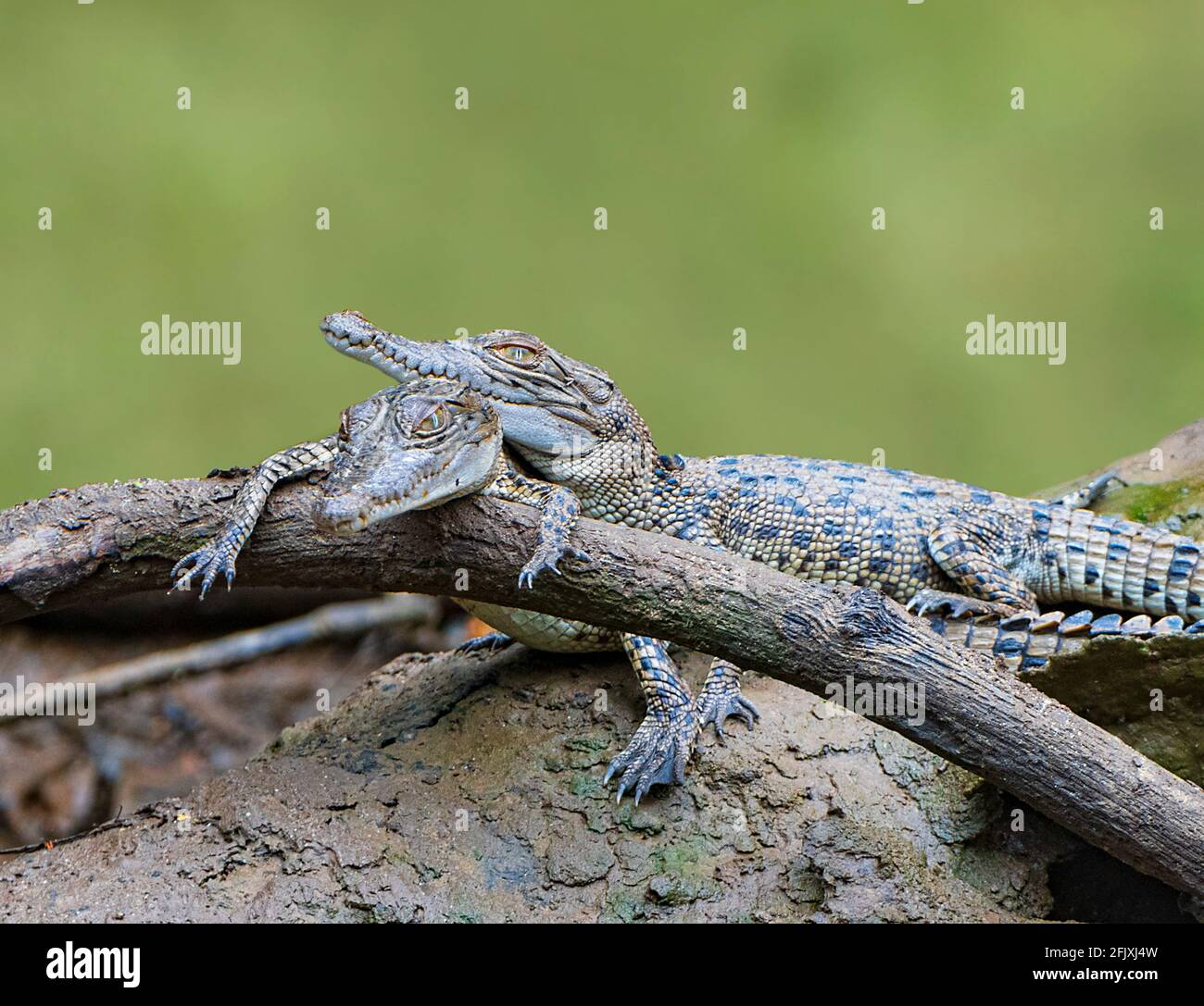Due coccodrilli d'acqua salata di Babies (Crocodylus porosus) che si abbronzano su un tronco, Daintree River, Daintree National Park, far North Queensland, FNQ, D Foto Stock