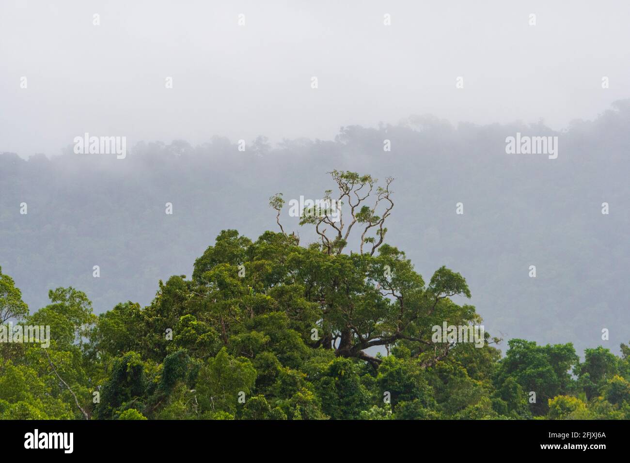 Foresta pluviale tropicale baldacchino nella nebbia, Daintree National Park, far North Queensland, FNQ, QLD, Australia Foto Stock