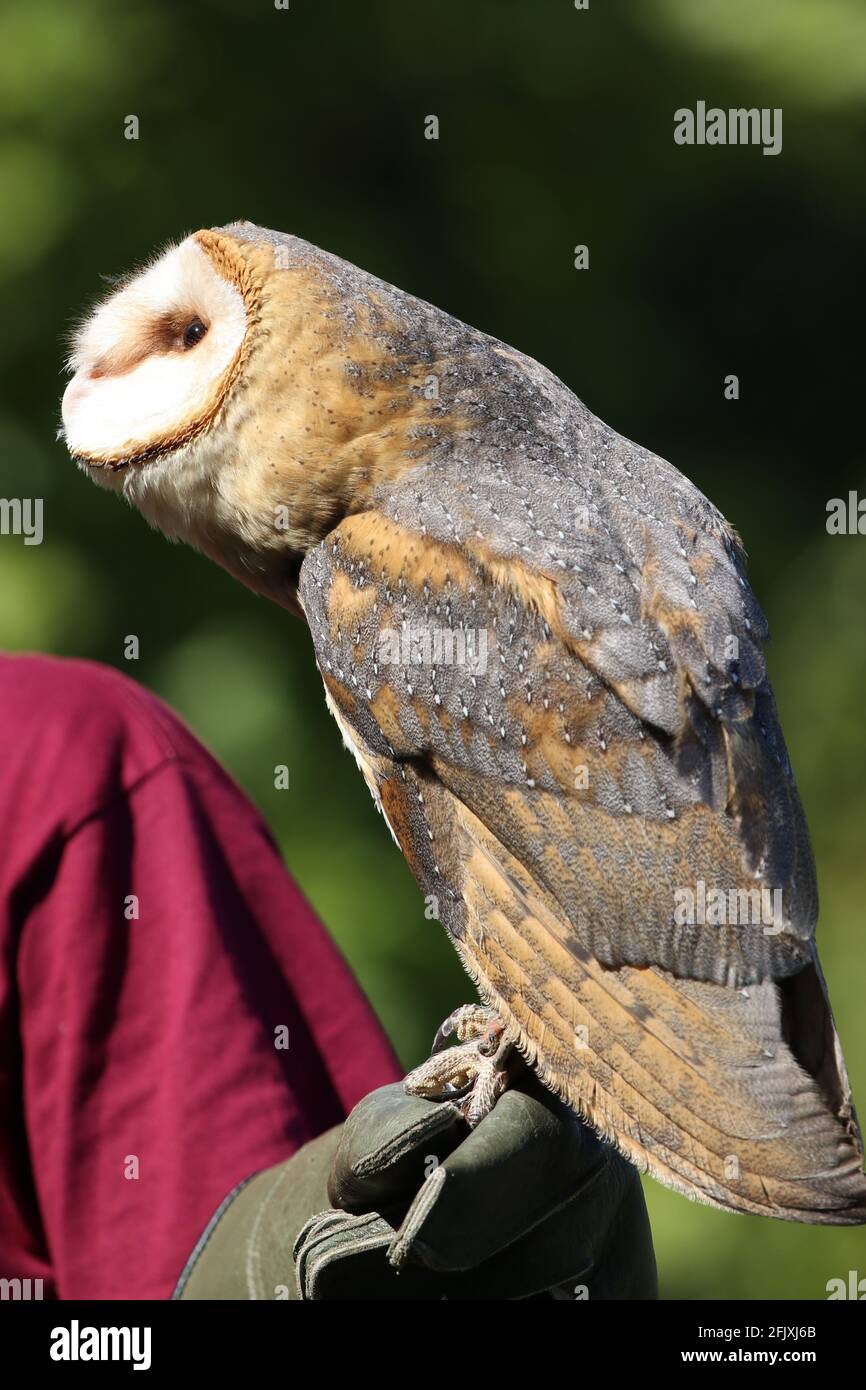 Gufo di fienile appollaiato su guanto di protezione e guardando su falconer Foto Stock