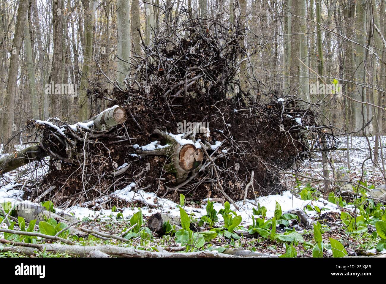 Palla di radice di albero caduto nella foresta con neve e spazzatura in primo piano Foto Stock