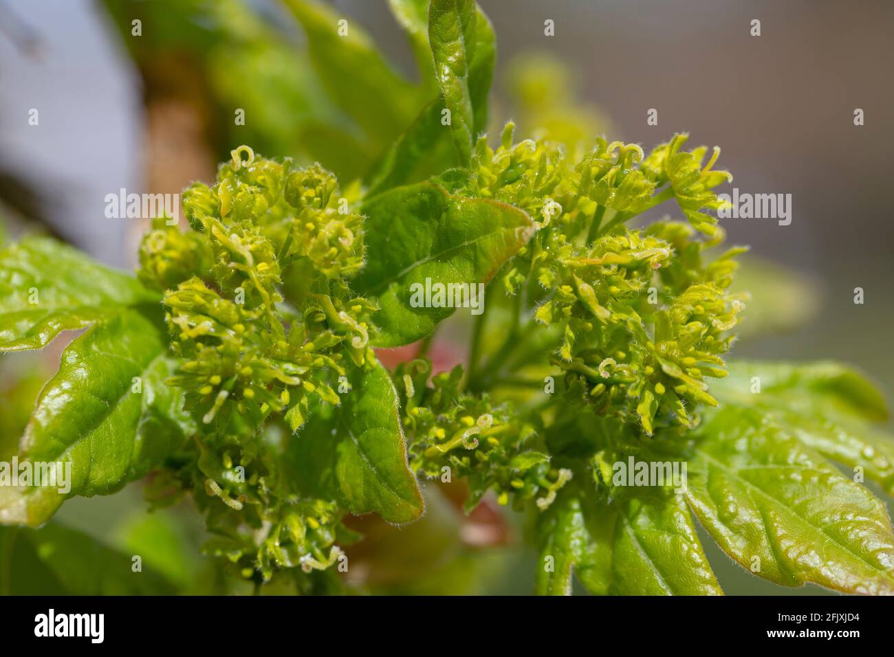 Fiori di Acer campestre Foto Stock
