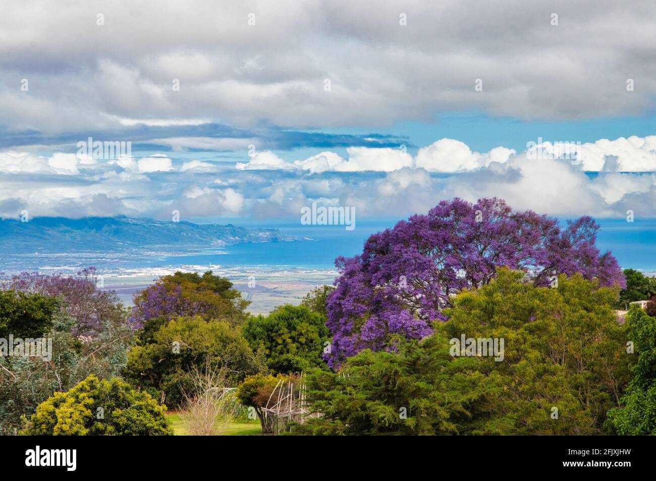 Jacaranda alberi in fiore nella zona rurale Kula su Maui. Foto Stock