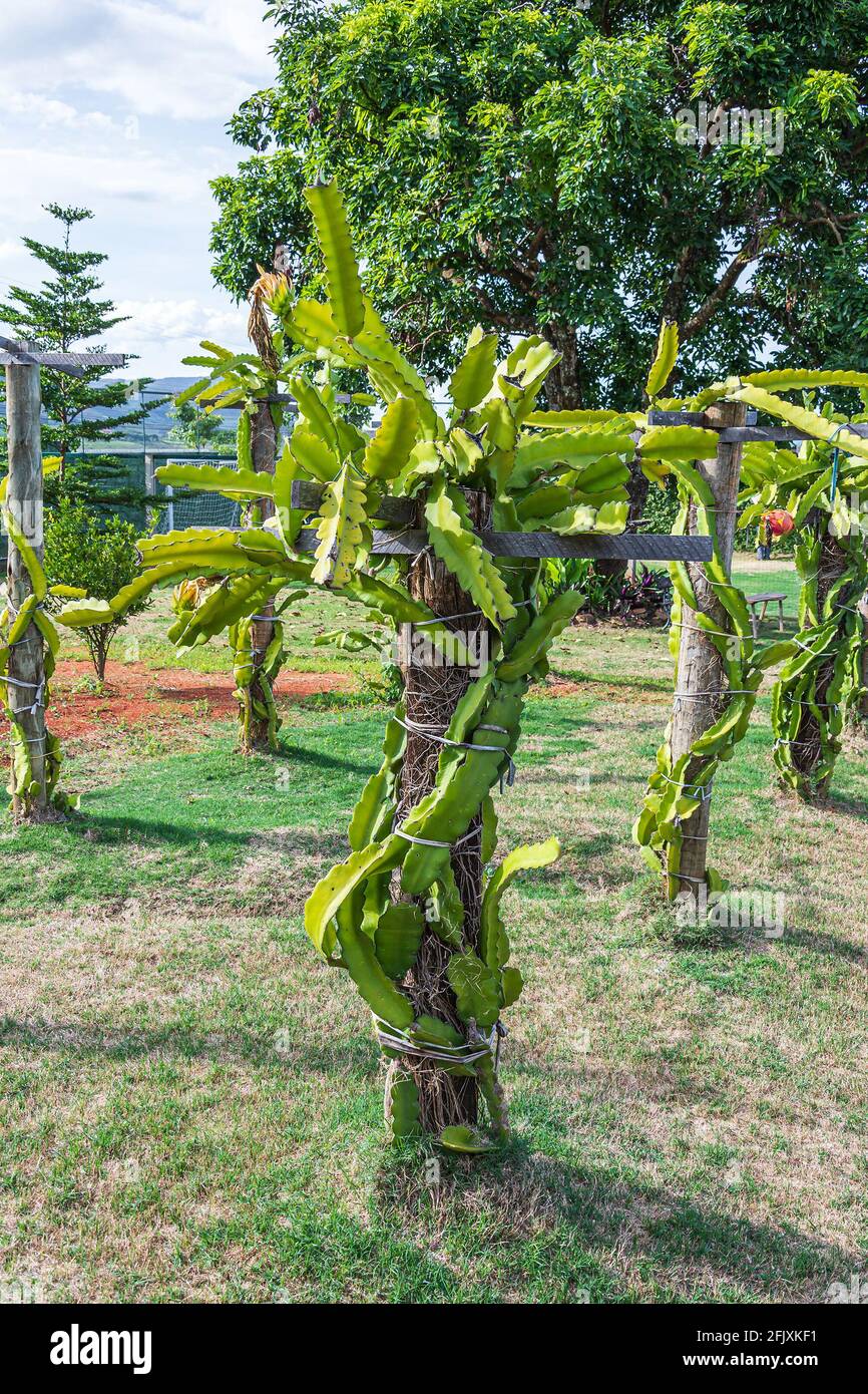 Pianta di frutta del drago che cresce legata ad un tronco di albero. Coltivazione domestica adattata. Foto Stock
