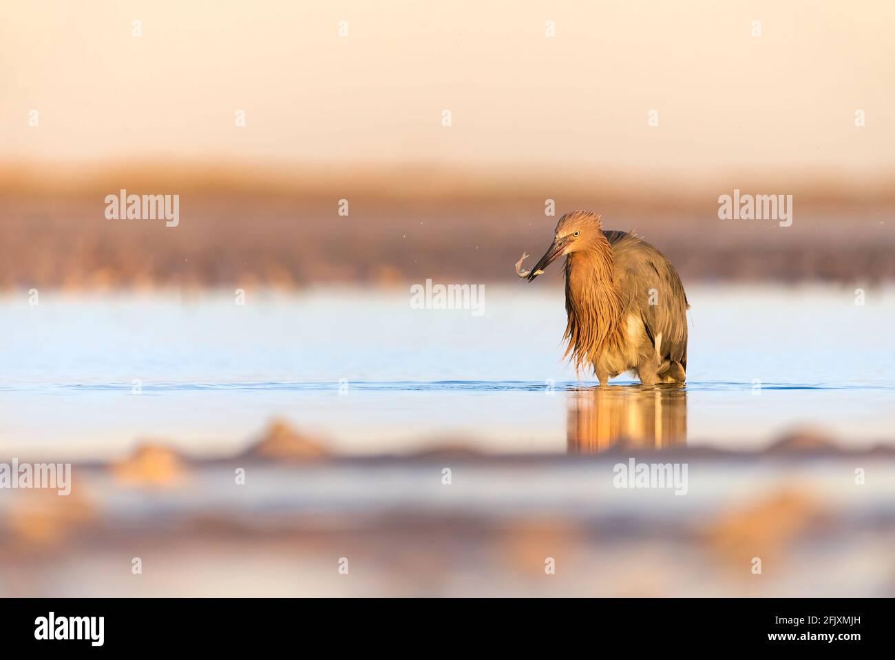 Egret rossastro adulto con un pesce appena pescato nel suo Beak - Florida sudoccidentale Foto Stock