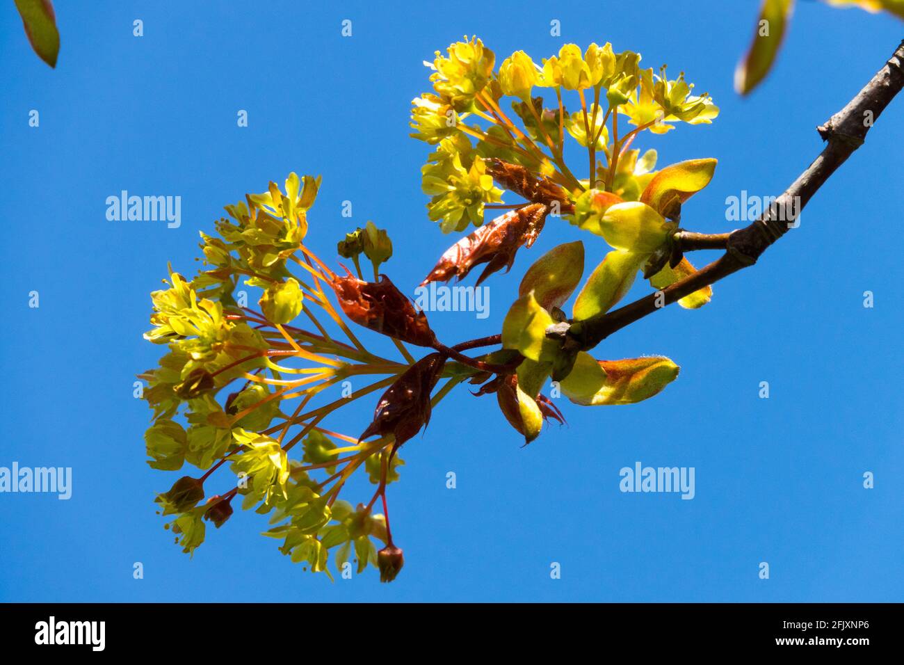 Acer platanoides fiori Acer 'Globosum' acero norvegese Foto Stock