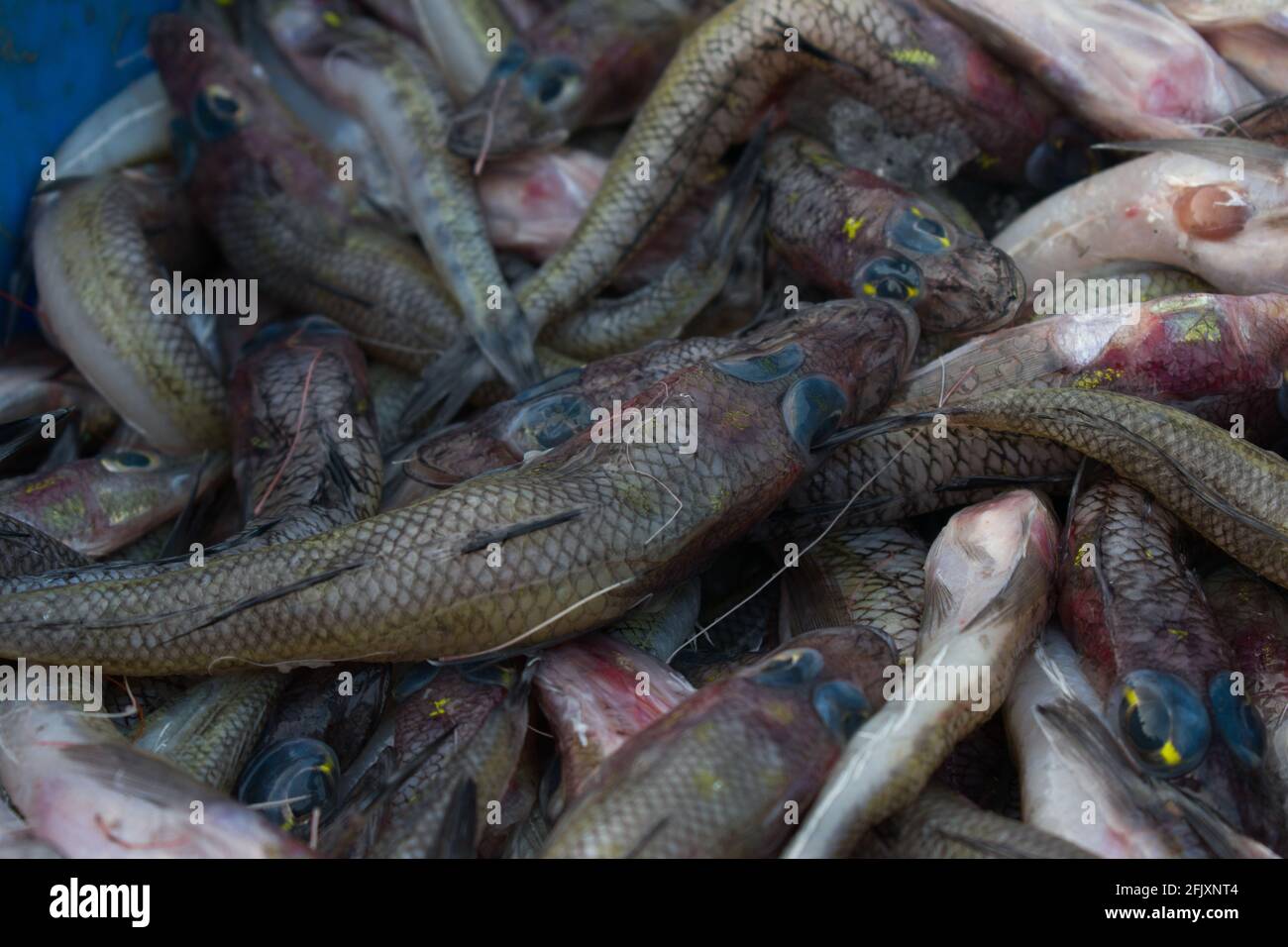 Pesce goby scriminato in vendita nel mercato del pesce. Foto Stock