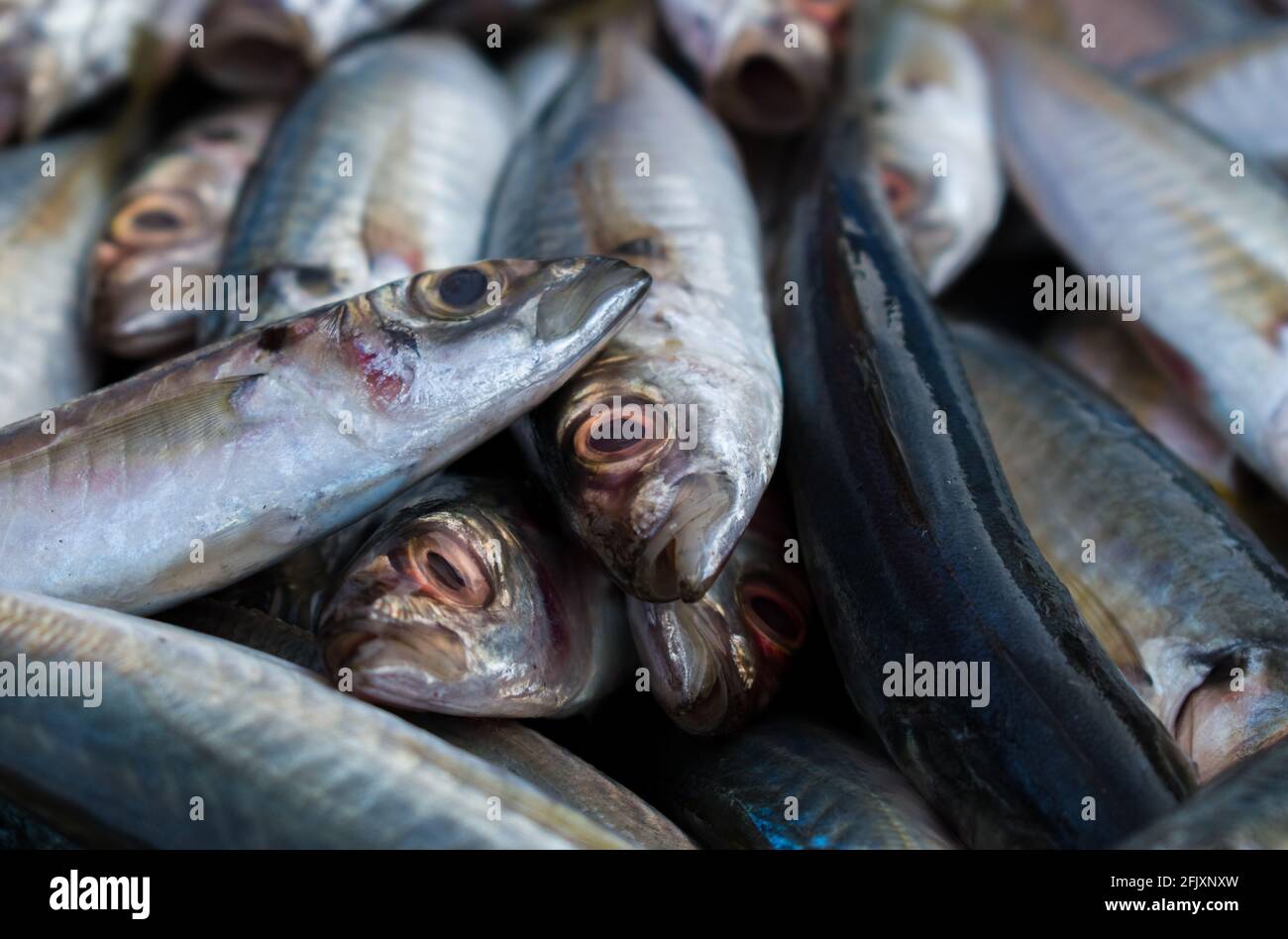 Primo piano di pesce di sgombro indiano con profondità di campo poco profonda. Foto Stock