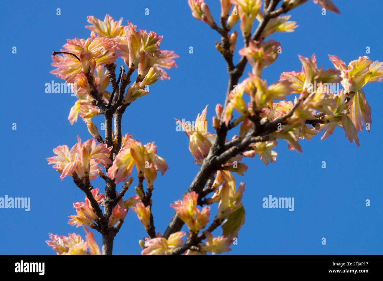 Field Maple Acer campestre cultivar "Carnevale" Foto Stock