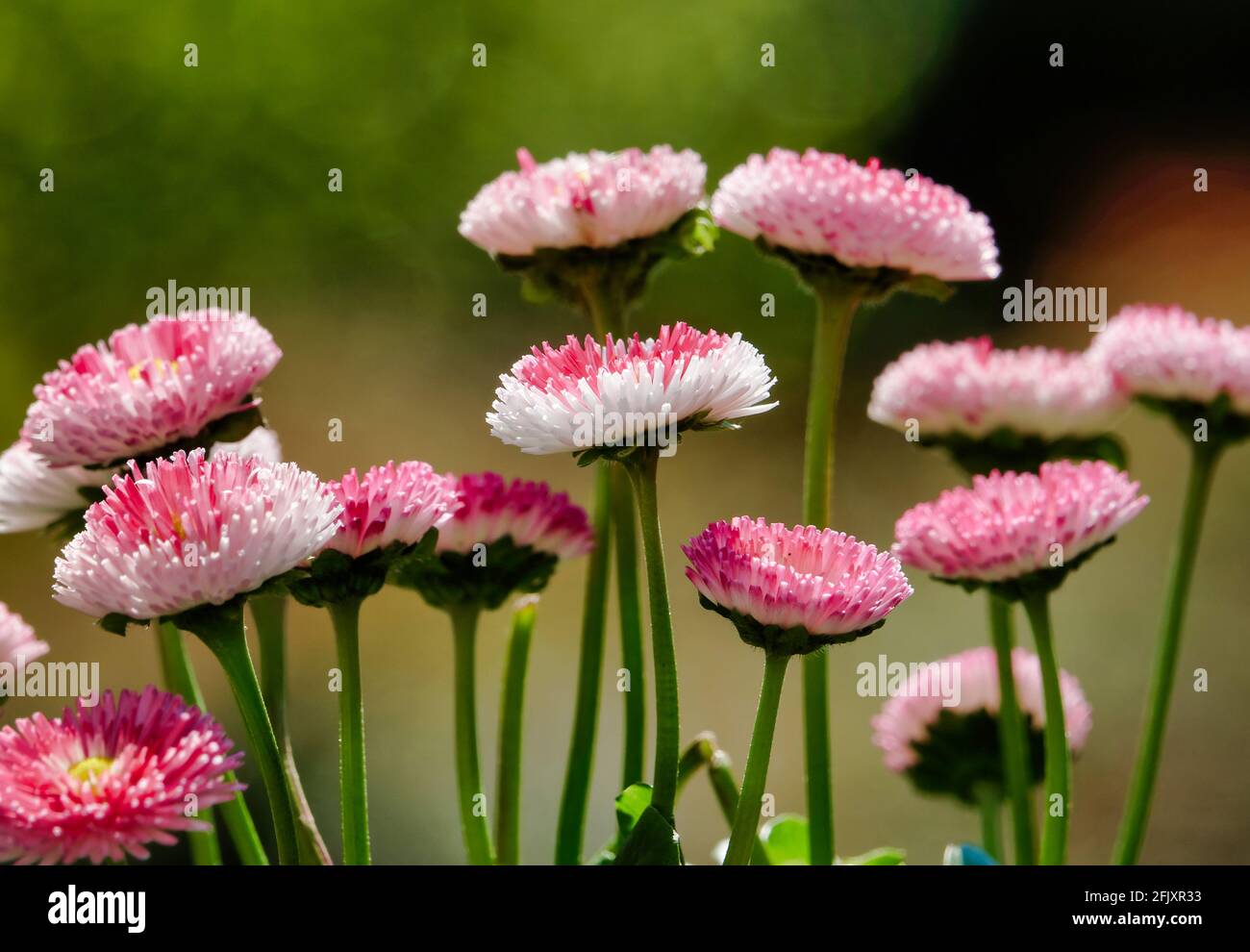 Aster margherite in piena fioritura Foto Stock