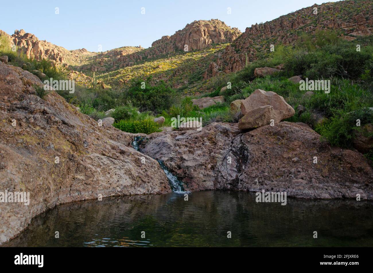 Piscina naturale nel deserto di sonora Foto Stock