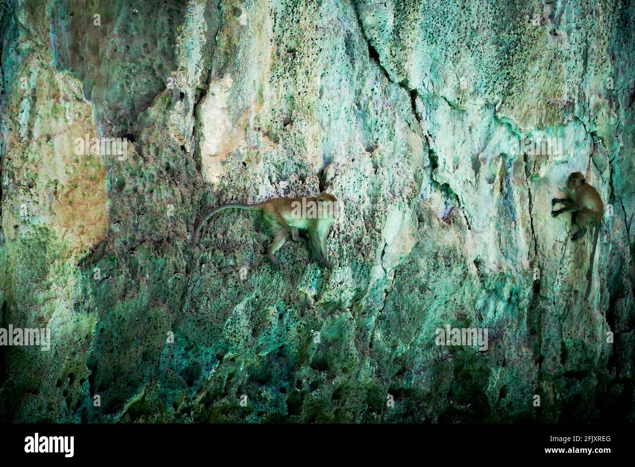 Macaco che mangia granchi saltando dalle rocce nel Mare delle Andamane Fuori Ko Phi Phi Foto Stock