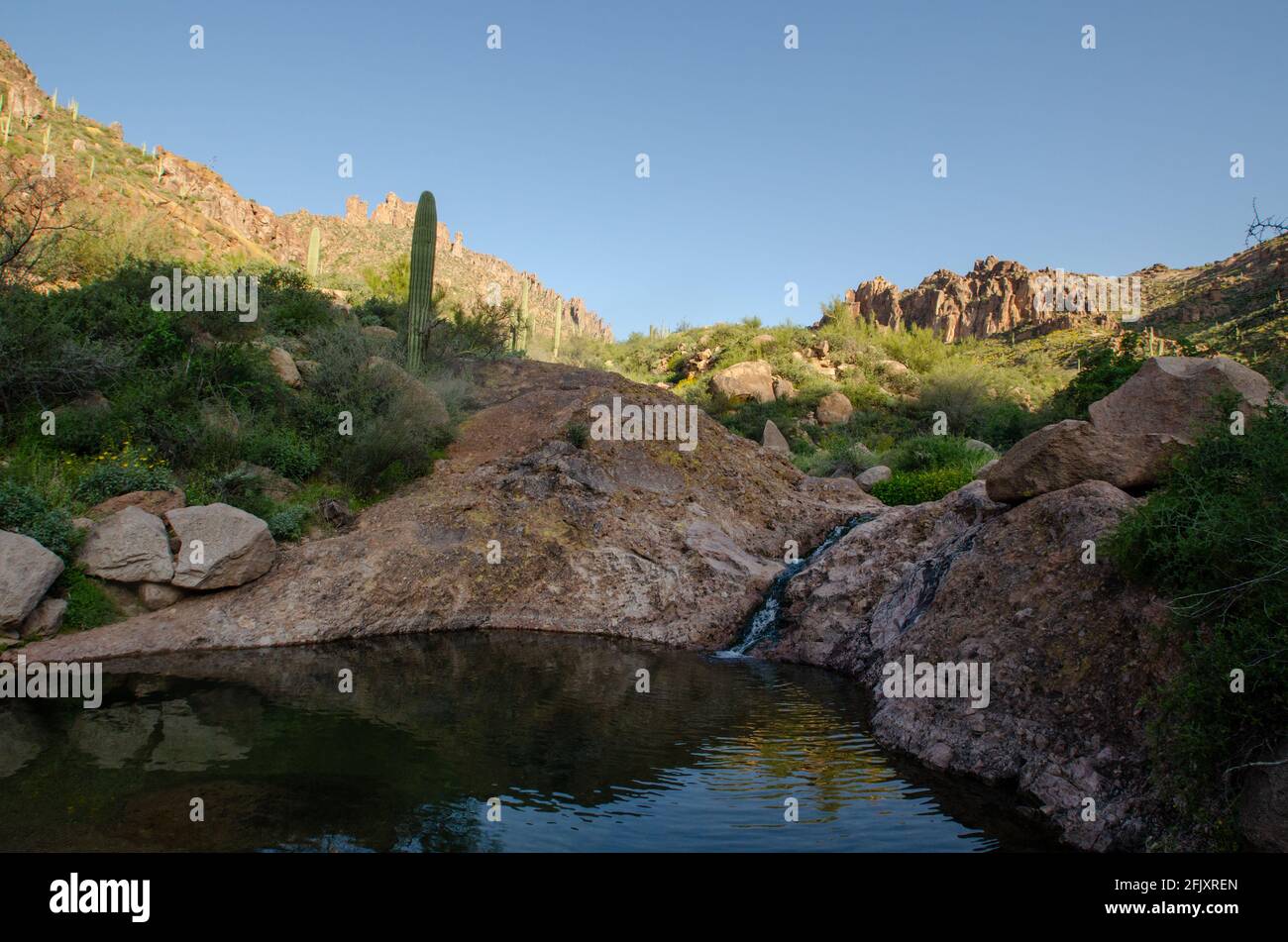 Piscina naturale nel deserto di sonora Foto Stock