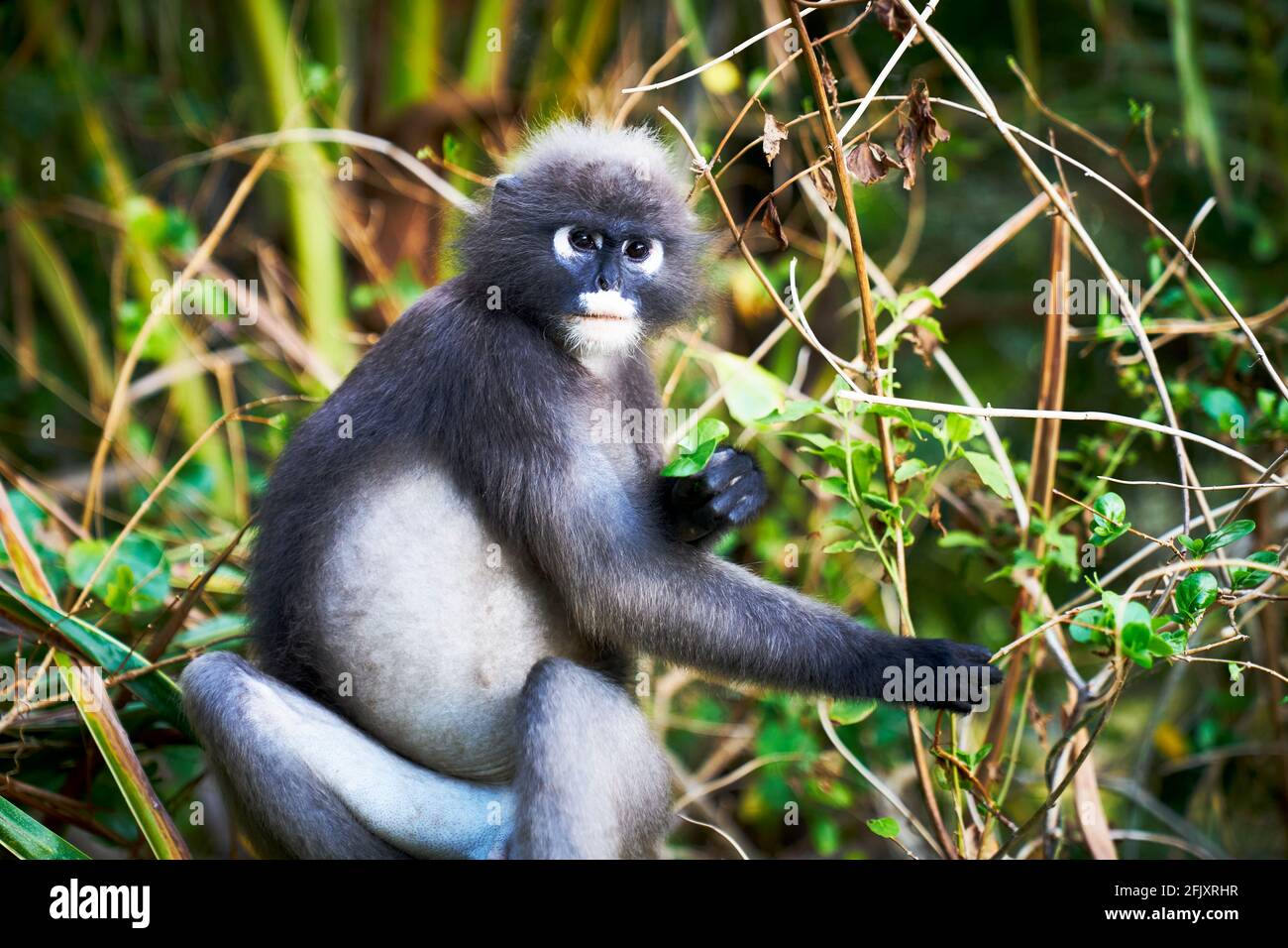 Una scimmia di foglia dusky altrimenti conosciuto come il langur spettacolare mangiare foglie, Krabi Thailandia Foto Stock