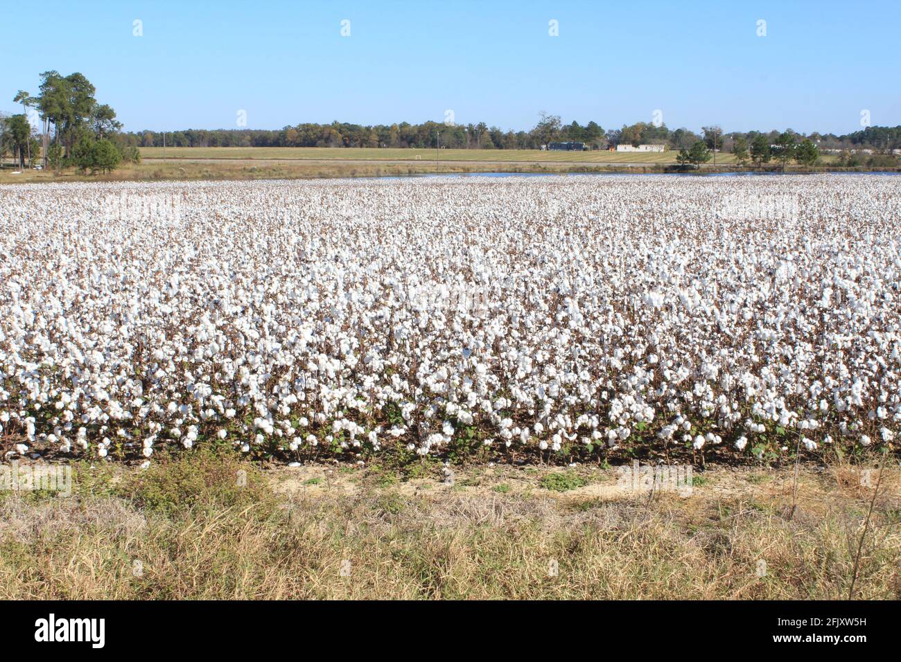 Grande cotone archiviato in Gainesville, Florida fattoria. Foto Stock