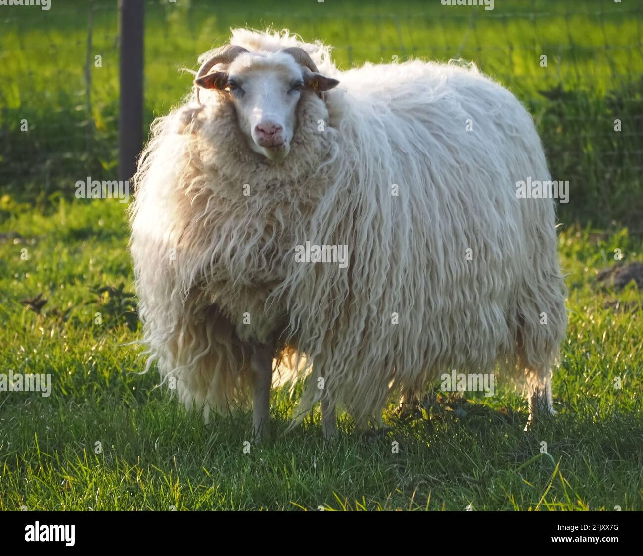 Pecore bianche isolate di ariete con corna e lana lunga Foto Stock