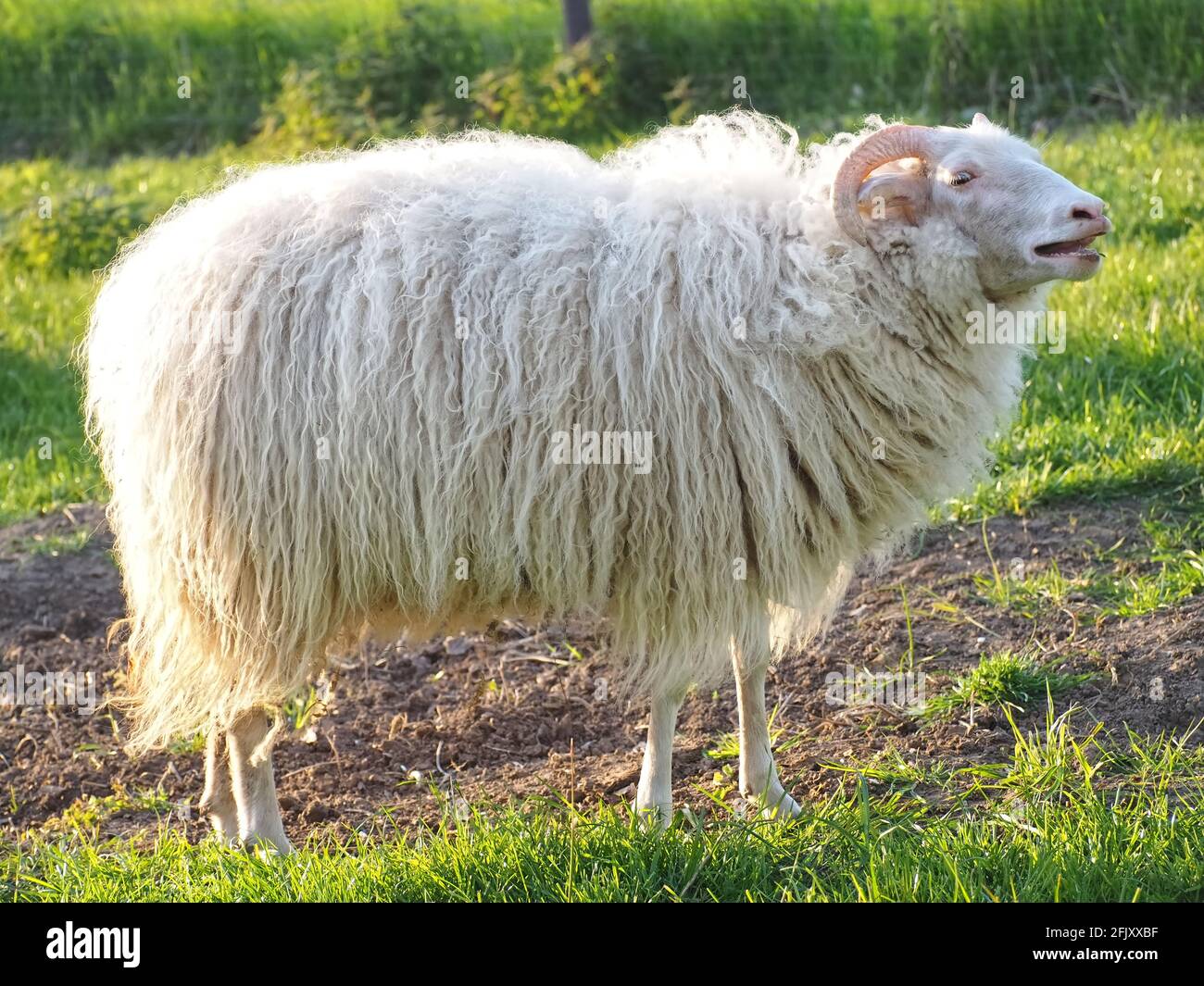 Pecore bianche isolate di ariete con corna e lana lunga Foto Stock