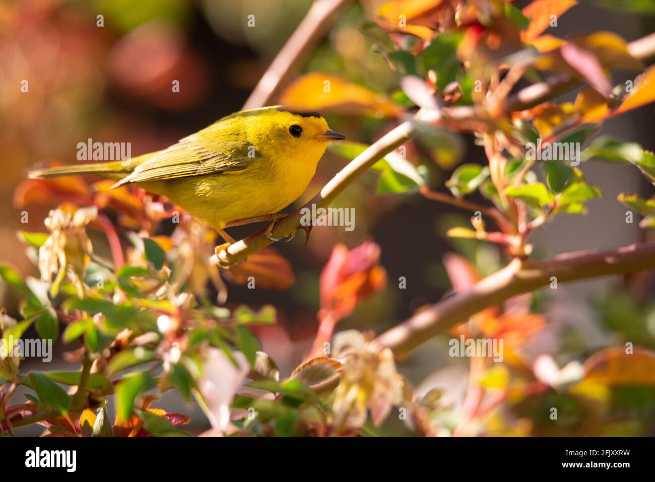 Il Wilson's trillo Foto Stock