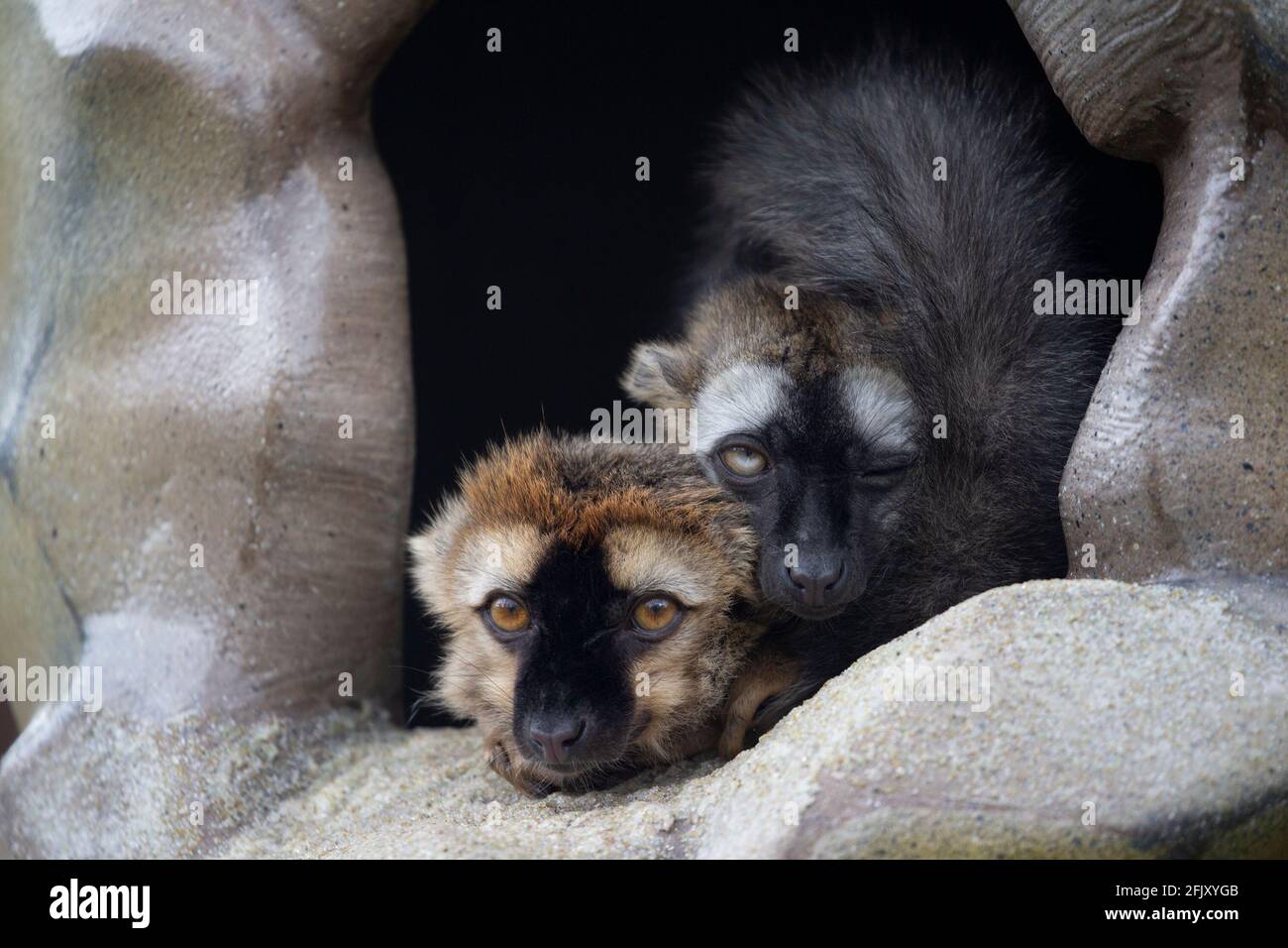 Due lemuri dalla facciata rossa (Eulemur rufifrons) Riposando insieme in terra di lemuri allo Zoo di Calgary Foto Stock