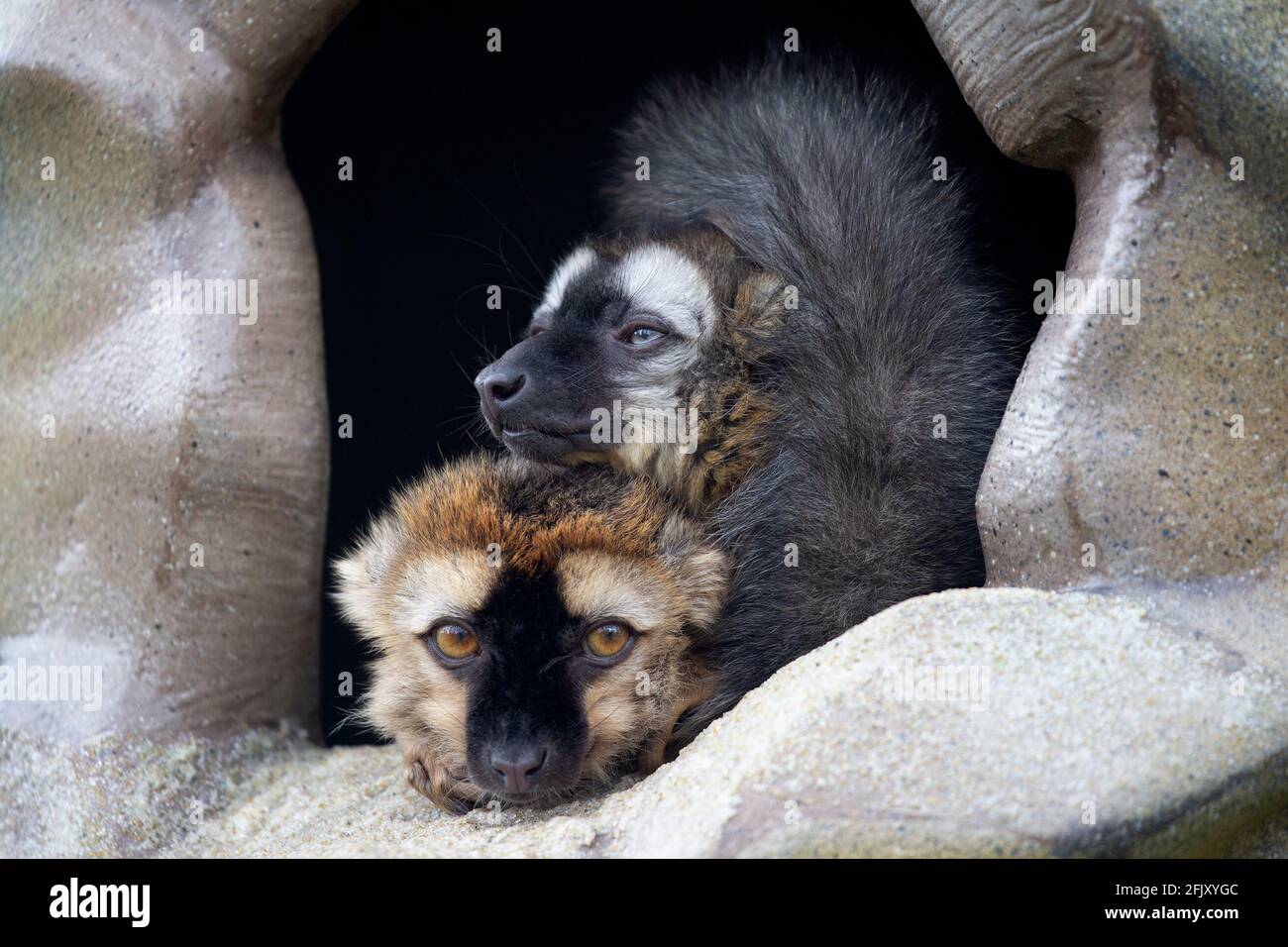 Due lemuri dalla facciata rossa (Eulemur rufifrons) Riposando insieme in terra di lemuri allo Zoo di Calgary Foto Stock