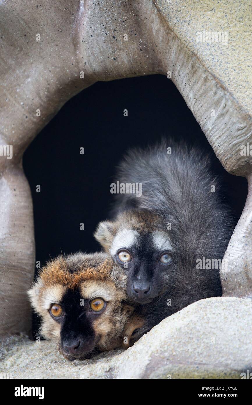 Due lemuri dalla facciata rossa (Eulemur rufifrons) che riposano insieme nella Terra dei lemuri allo zoo di Calgary, Alberta, Canada Foto Stock