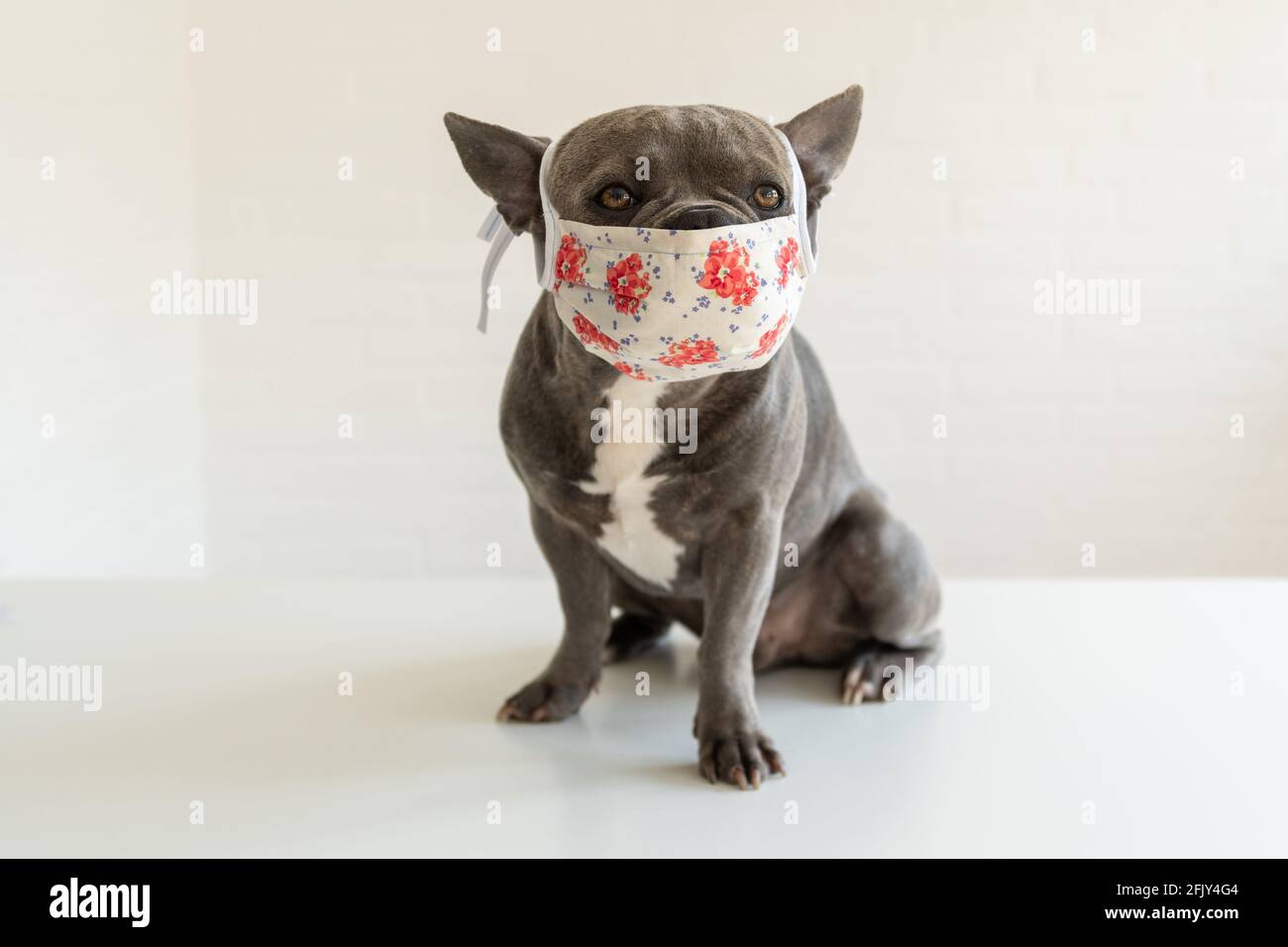 Dogtor: Il cane carino indossa la protezione della bocca durante la pandemia di Corona. Rimani in salute! Foto Stock