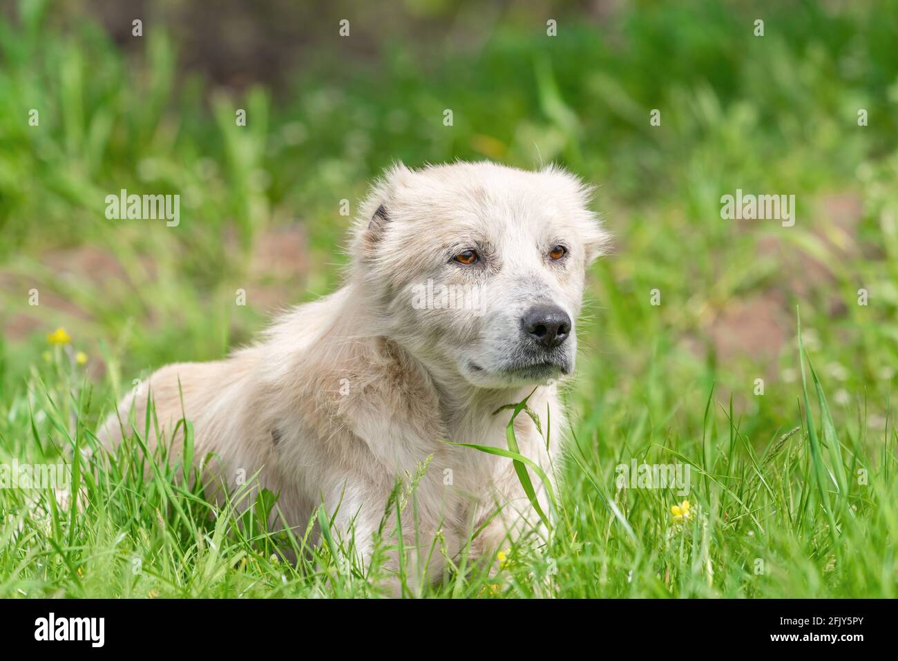 Pastore del Caucaso cane Foto Stock