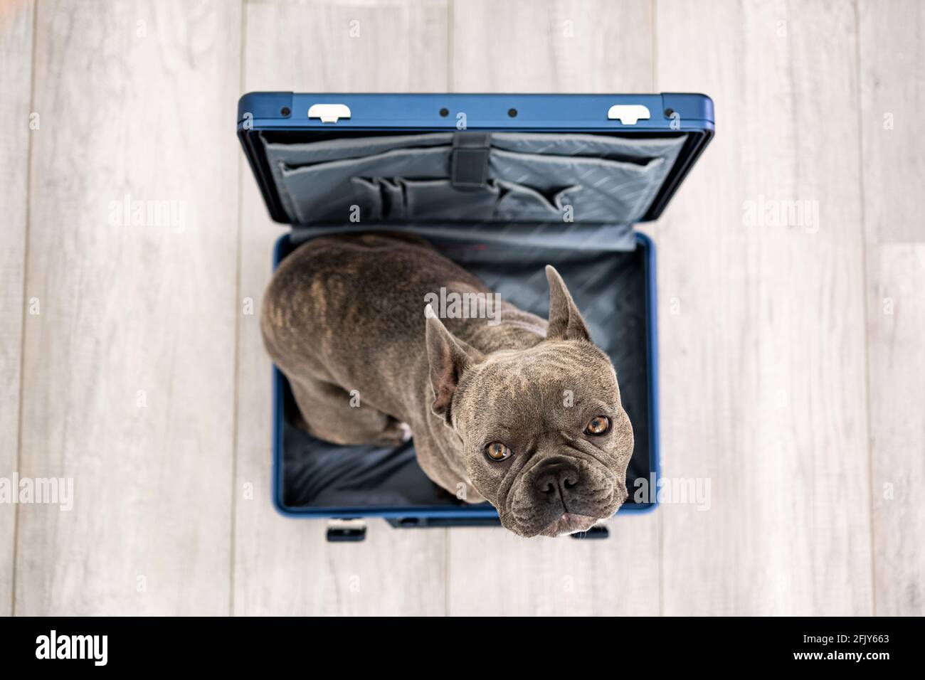 Viaggiare con un cane - bulldog francese seduto in un valigia Foto Stock