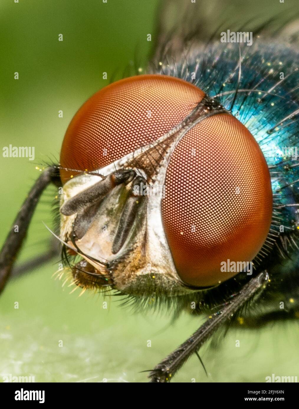 Verde bottiglia fly Foto Stock