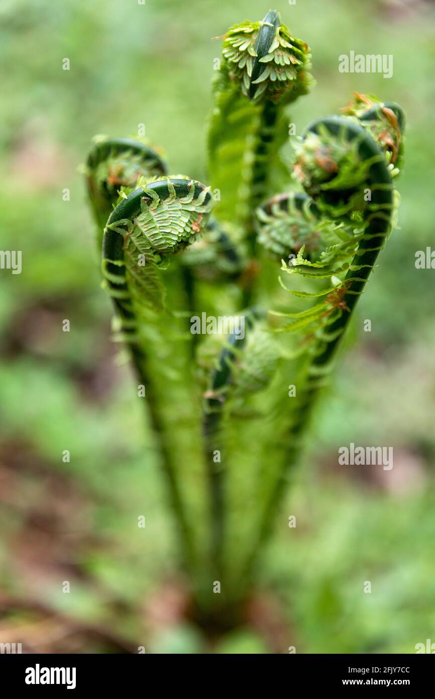 Giovani fronti di felce in primavera da vicino. Molla disatturante foglie di freno nella foresta su sfondo sfocato, profondità di campo poco profonda Foto Stock