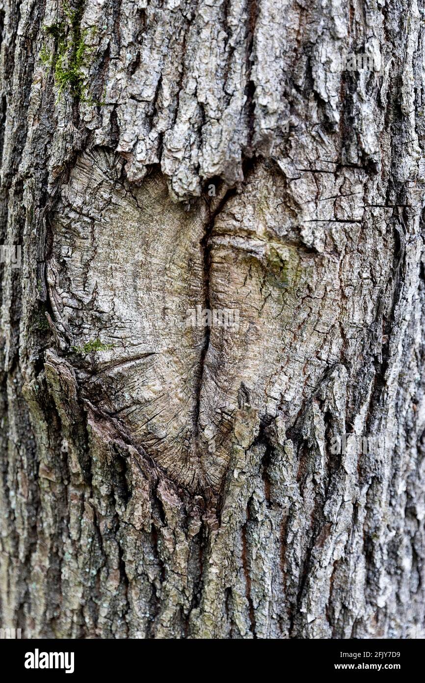 Un cuore intagliato in un tronco di albero Foto Stock