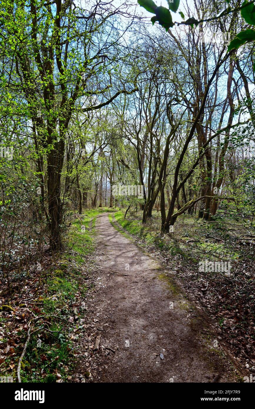 Sentiero attraverso i boschi sulla North Downs Surrey Hills ON Una soleggiata giornata di primavera vicino Dorking Surrey Inghilterra UK Foto Stock