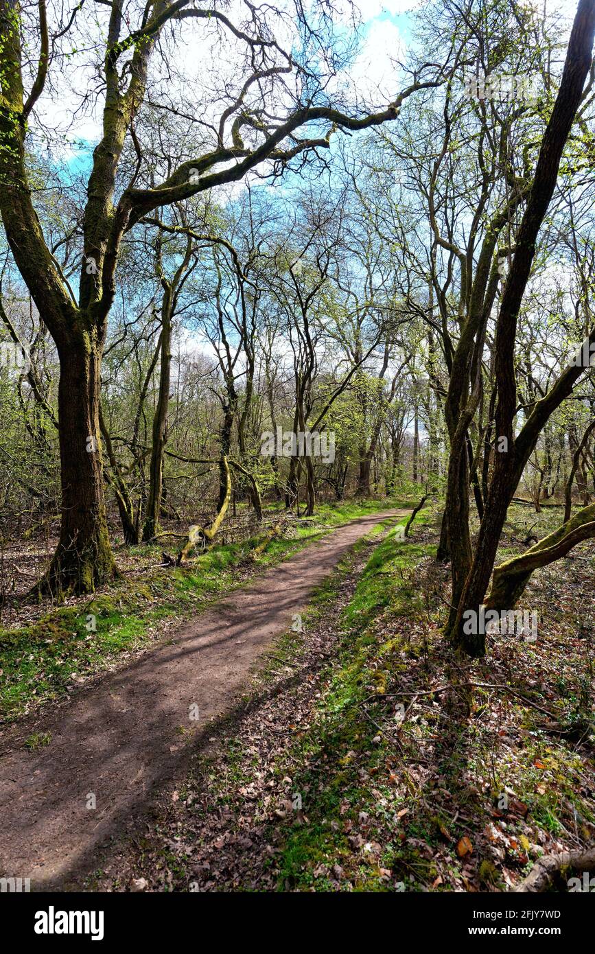 Sentiero attraverso i boschi sulla North Downs Surrey Hills ON Una soleggiata giornata di primavera vicino Dorking Surrey Inghilterra UK Foto Stock