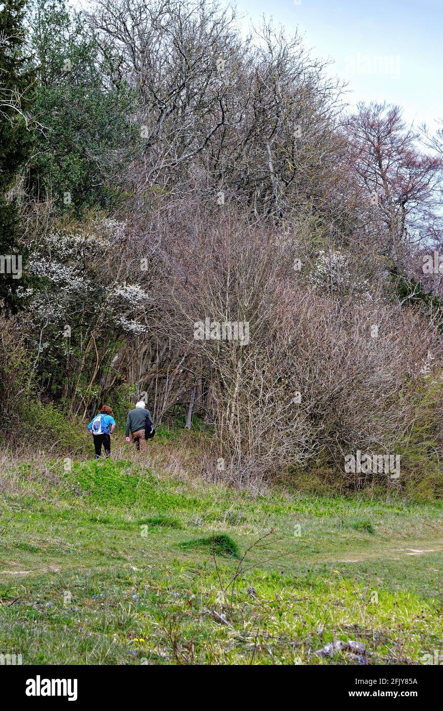 Una coppia anziana che lotta su una collina sul nord Discesa sentiero a White Downs su una sorgente soleggiata Giorno vicino Dorking Surrey Inghilterra UK Foto Stock