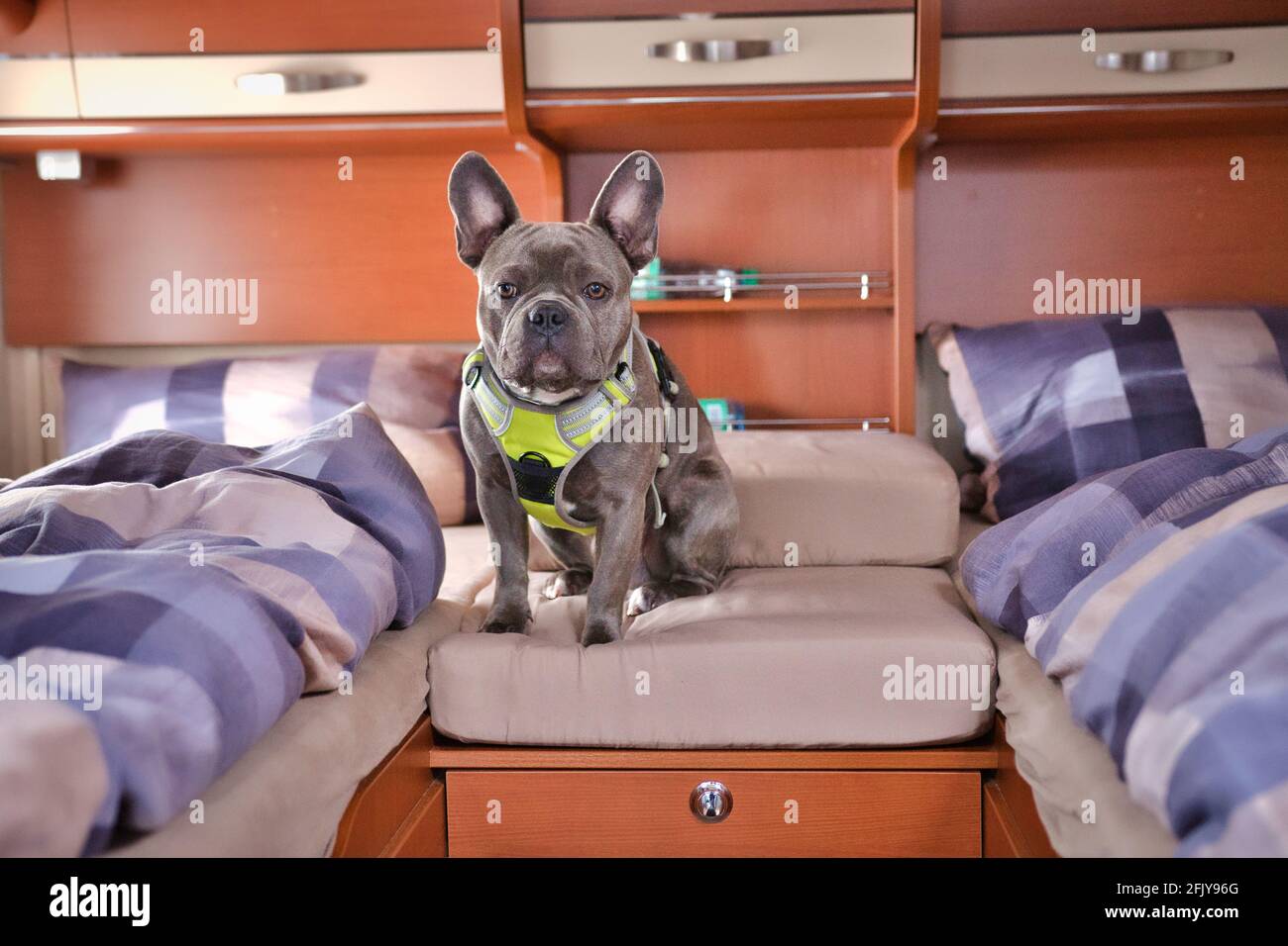Bulldog francese in un camper o in una casa mobile Foto Stock